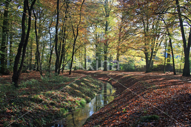 Beech (Fagus sylvatica)