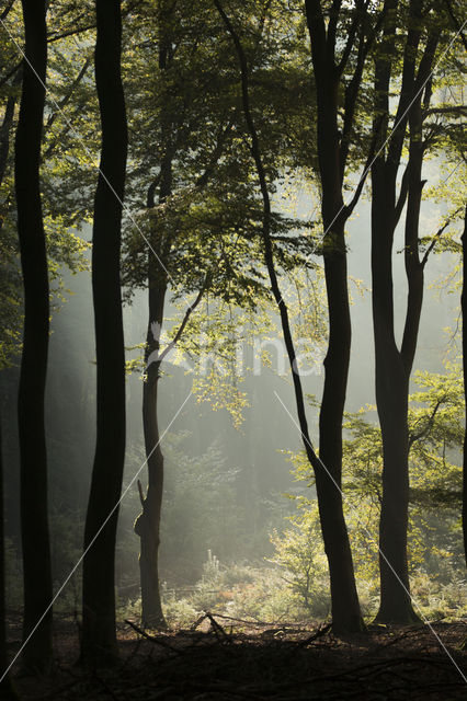 Beech (Fagus sylvatica)