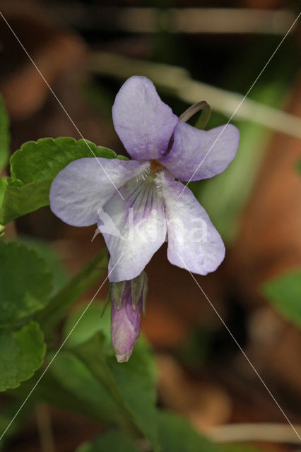 Bleeksporig bosviooltje (Viola riviniana)