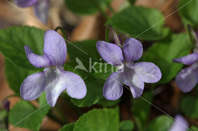 Bleeksporig bosviooltje (Viola riviniana)