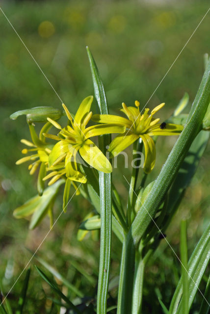 Bosgeelster (Gagea lutea)