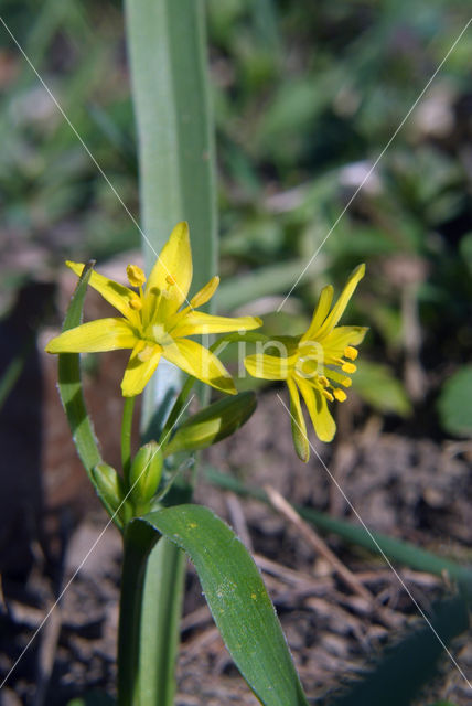 Bosgeelster (Gagea lutea)