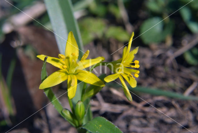 Bosgeelster (Gagea lutea)