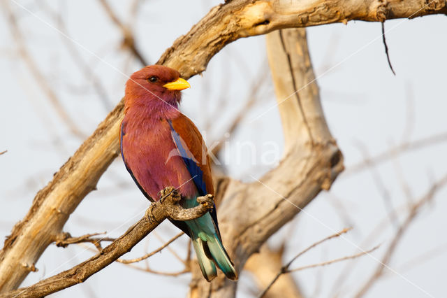 Breedbekscharrelaar (Eurystomus glaucurus)