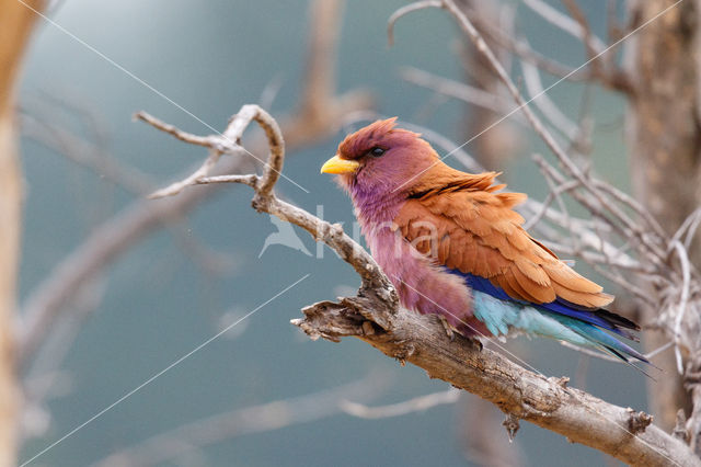 Broad-billed Roller (Eurystomus glaucurus)