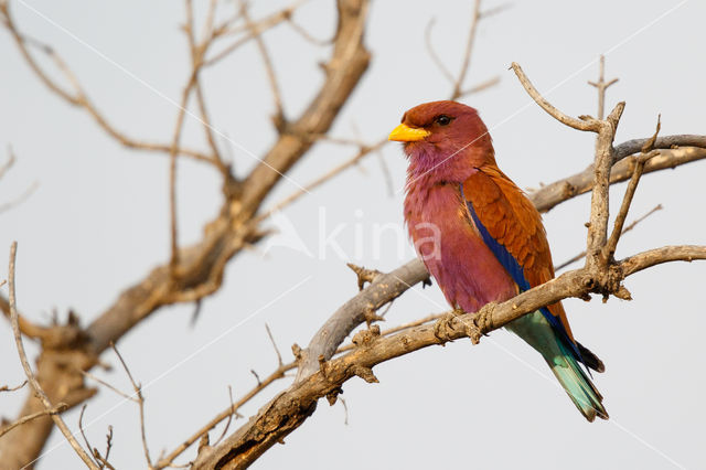 Breedbekscharrelaar (Eurystomus glaucurus)