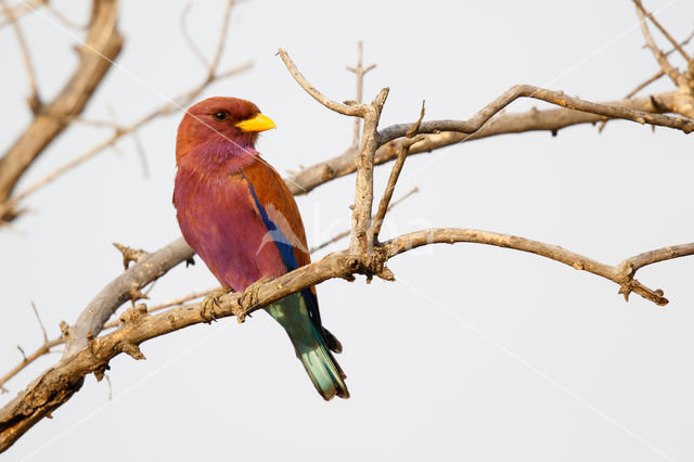 Breedbekscharrelaar (Eurystomus glaucurus)