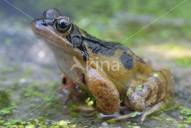 Bruine kikker (Rana temporaria)