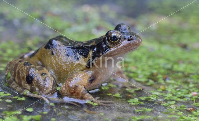 Bruine kikker (Rana temporaria)