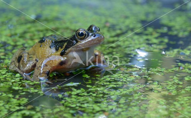 Bruine kikker (Rana temporaria)