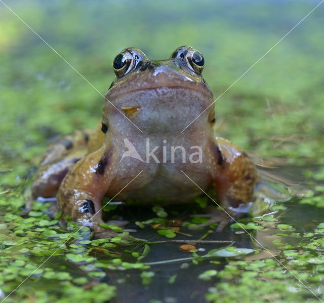 Bruine kikker (Rana temporaria)