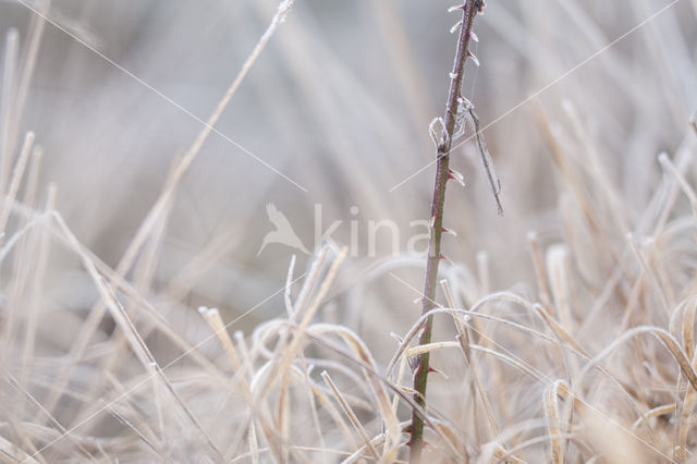 Bruine winterjuffer (Sympecma fusca)