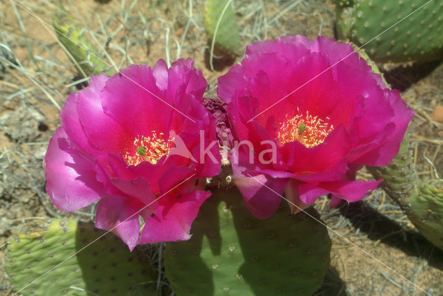 Cactus (Opuntia spec)