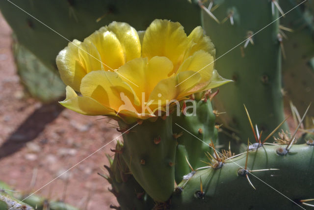 Cactus (Opuntia spec)