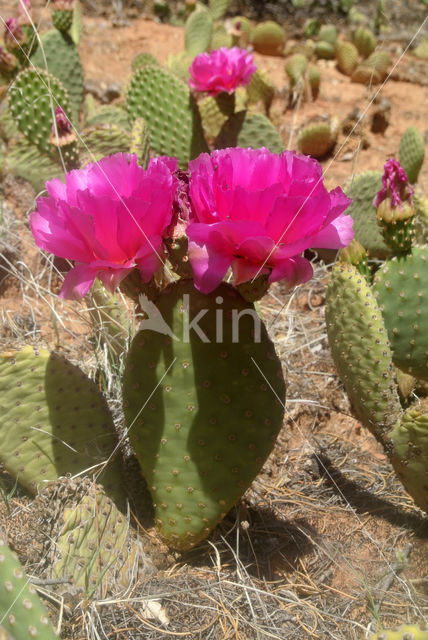 Cactus (Opuntia spec)