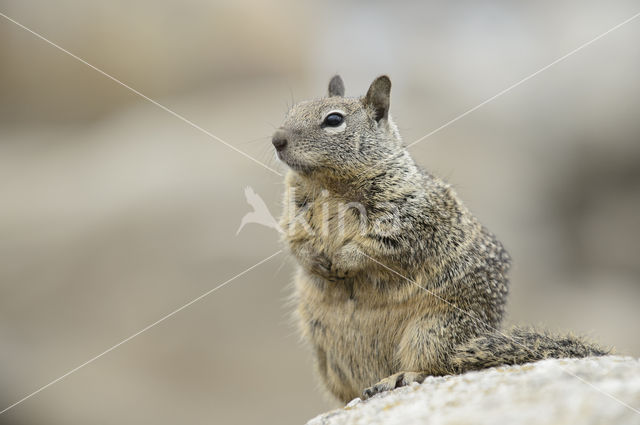 Californische grondeekhoorn (Spermophilus beecheyi)