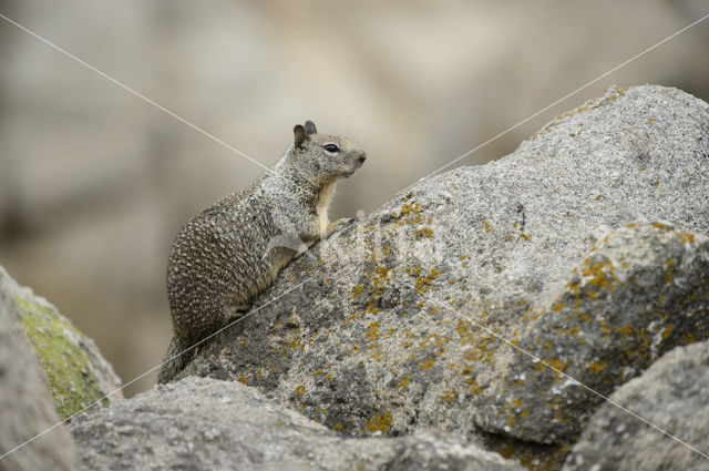 Californische grondeekhoorn (Spermophilus beecheyi)