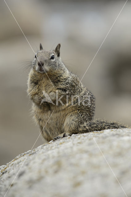 Californische grondeekhoorn (Spermophilus beecheyi)