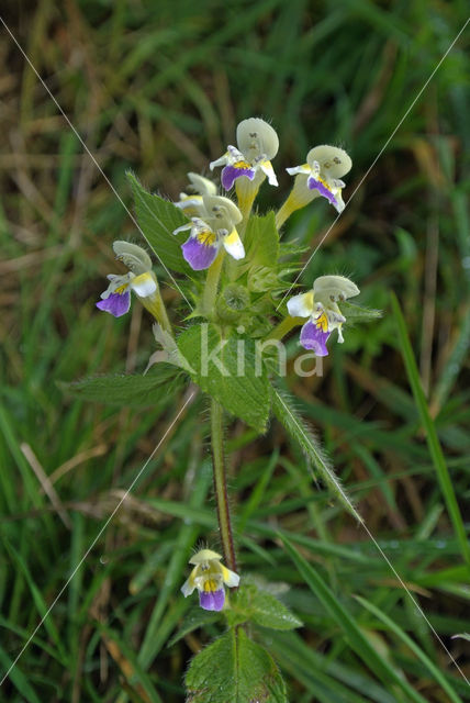 Dauwnetel (Galeopsis speciosa)