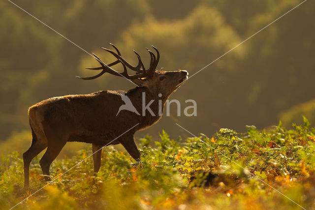 Edelhert (Cervus elaphus)