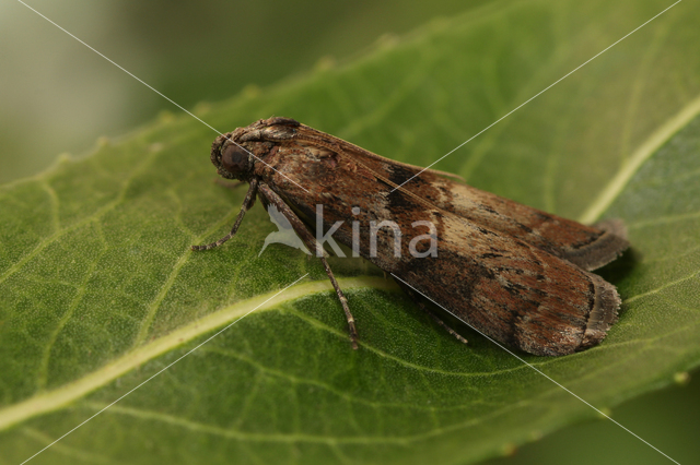 Eikenlichtmot (Phycita roborella)