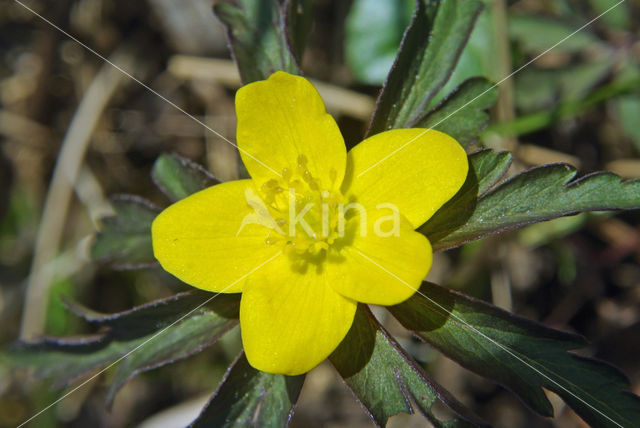 Gele anemoon (Anemone ranunculoides)