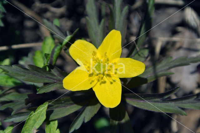 Gele anemoon (Anemone ranunculoides)