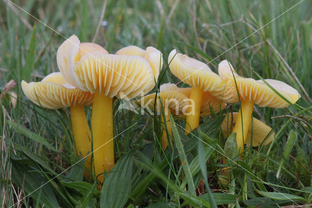 Gele wasplaat (Hygrocybe chlorophana)