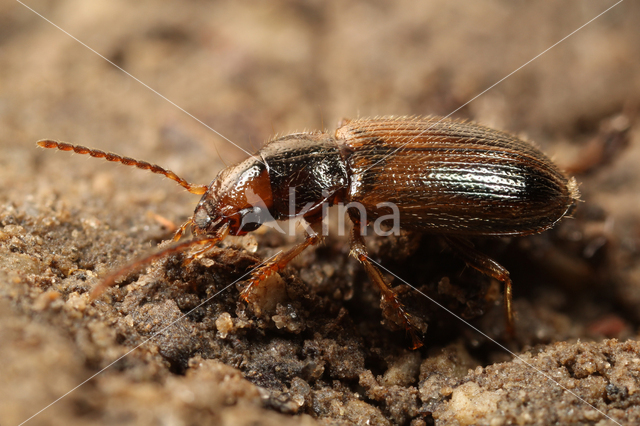 Gewone Schorloper (Dicheirotrichus gustavii)