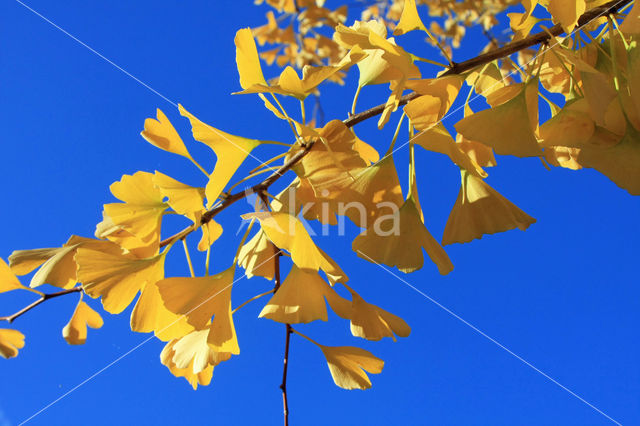 Ginkgo (Ginkgo)