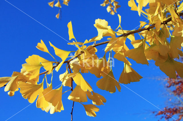 Ginkgo (Ginkgo)