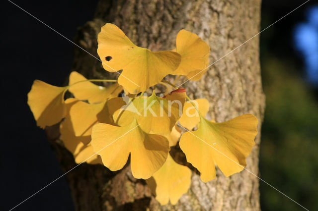 Ginkgo (Ginkgo)