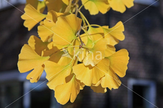 Ginkgo (Ginkgo)