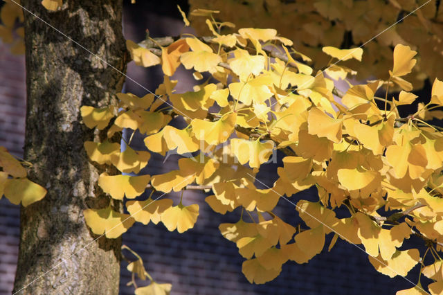 Ginkgo (Ginkgo)