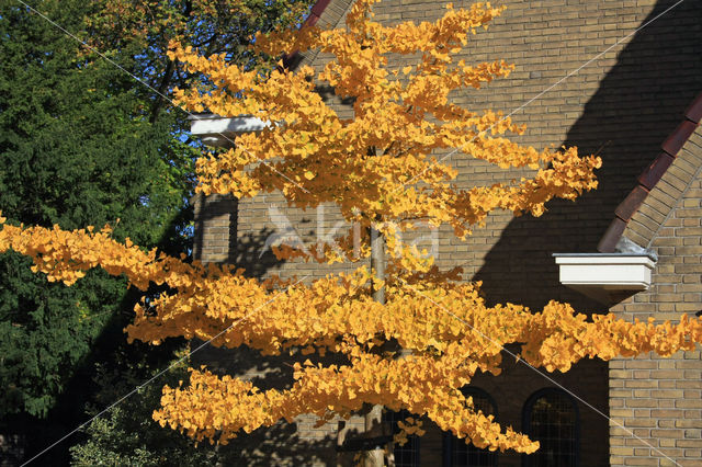 Ginkgo (Ginkgo)