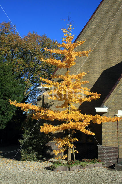 Ginkgo (Ginkgo)