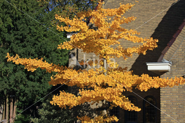 Ginkgo (Ginkgo)