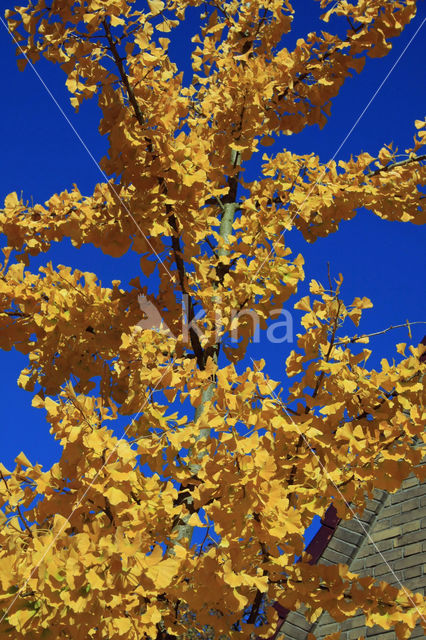 Ginkgo (Ginkgo)