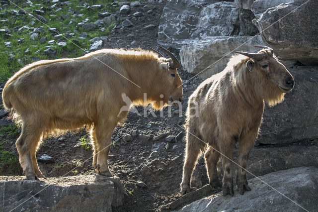 Gouden takin (Budorcas taxicolor bedfordi)