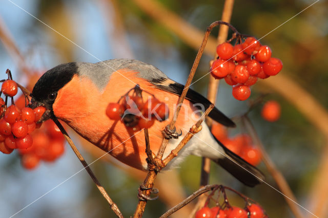 Eurasian Bullfinch (Pyrrhula pyrrhula)