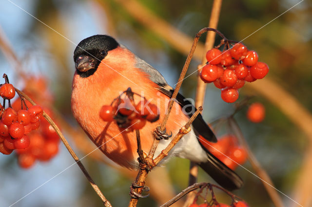 Eurasian Bullfinch (Pyrrhula pyrrhula)