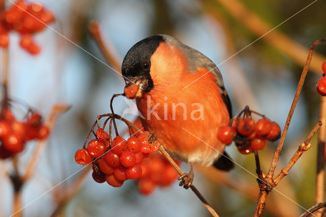 Eurasian Bullfinch (Pyrrhula pyrrhula)