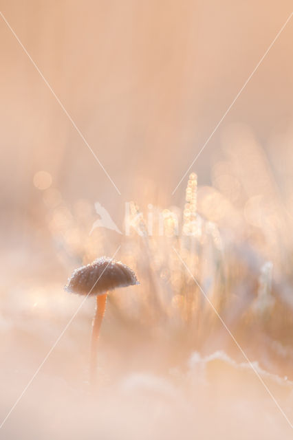 Yellowleg bonnet (Mycena epipterygia)