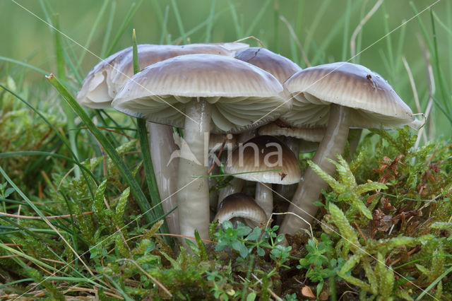 Grauwe wasplaat (Hygrocybe unguinosa)