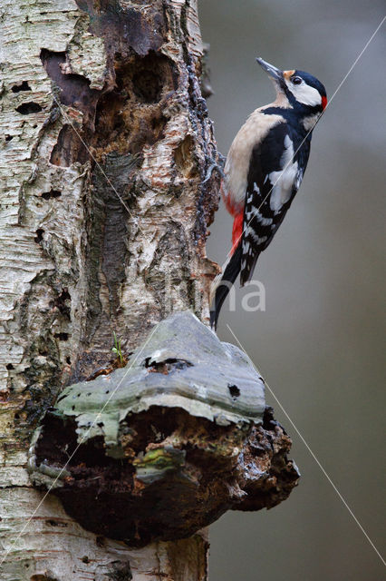 Grote Bonte Specht (Dendrocopos major)