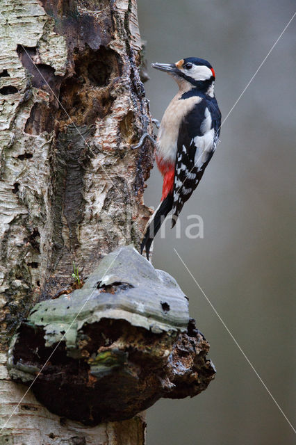 Grote Bonte Specht (Dendrocopos major)