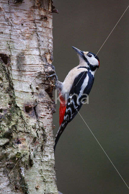 Grote Bonte Specht (Dendrocopos major)