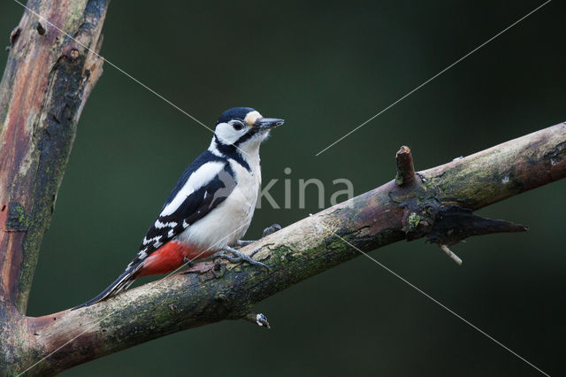 Grote Bonte Specht (Dendrocopos major)