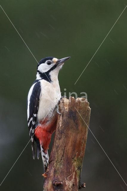 Grote Bonte Specht (Dendrocopos major)