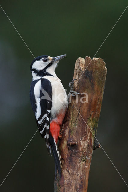 Grote Bonte Specht (Dendrocopos major)